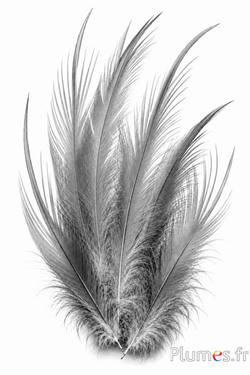 Gru comune - 15-20 cm - grigio naturale